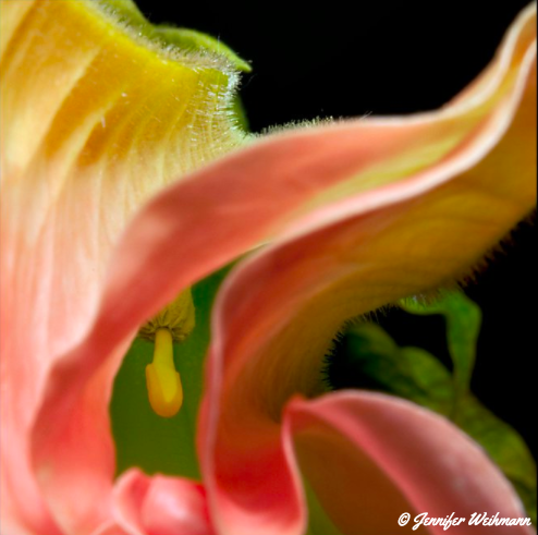 c-13-emilysvalentine